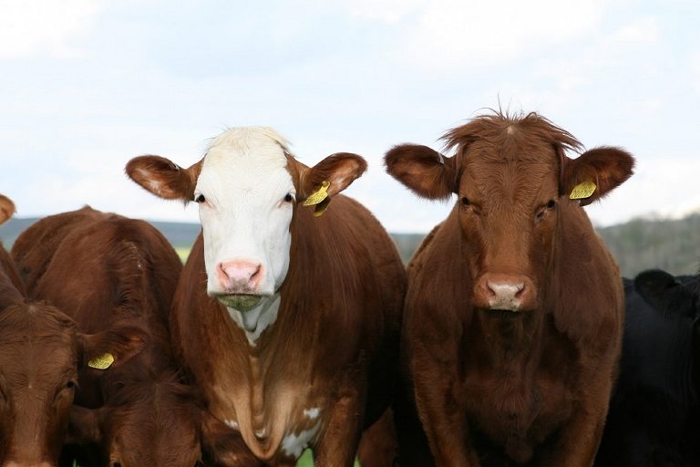 Produire du lait et/ou de la viande? Stratégies et performances d’élevages bovins paysans au Maroc