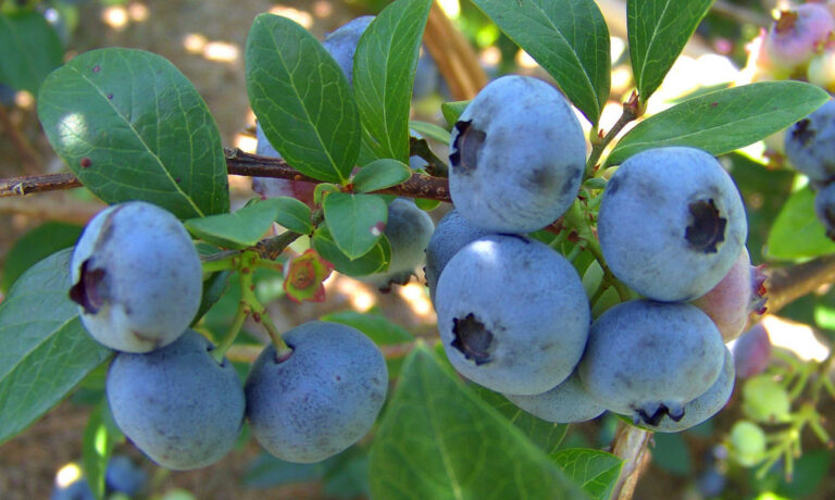 Conduite technique de la Myrtille