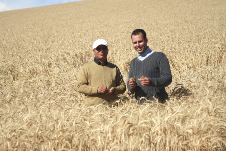 Eléments agro-économiques pour réussir la culture du blé tendre en Bour
