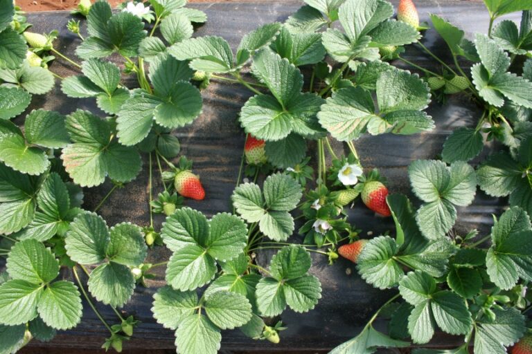 Techniques de production du fraisier