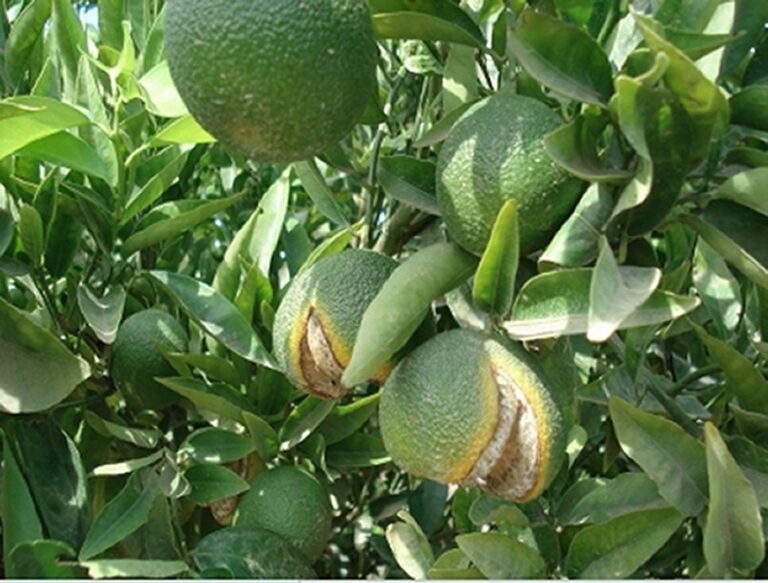 La fertilisation foliaire calcique: remède contre l’éclatement du fruit du clémentinier ‘Marisol’