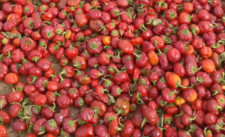 Techniques de production du piment rouge (Niora) au périmètre irrigué du Tadla