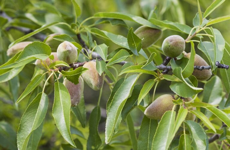 Maladies de l’amandier dans la région de Tafraout