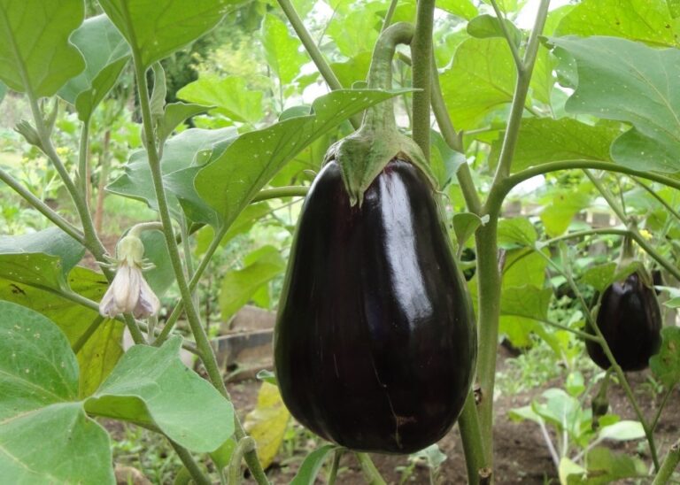 L’aubergine