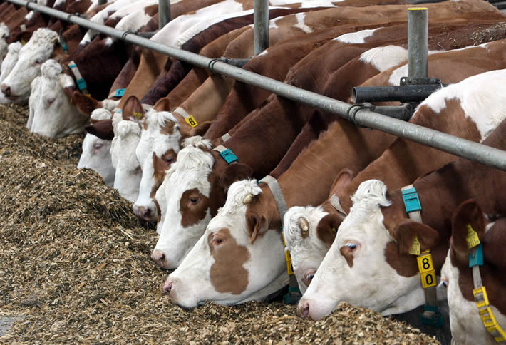 Amélioration génétique des bovins laitiers Démystification de certains concepts