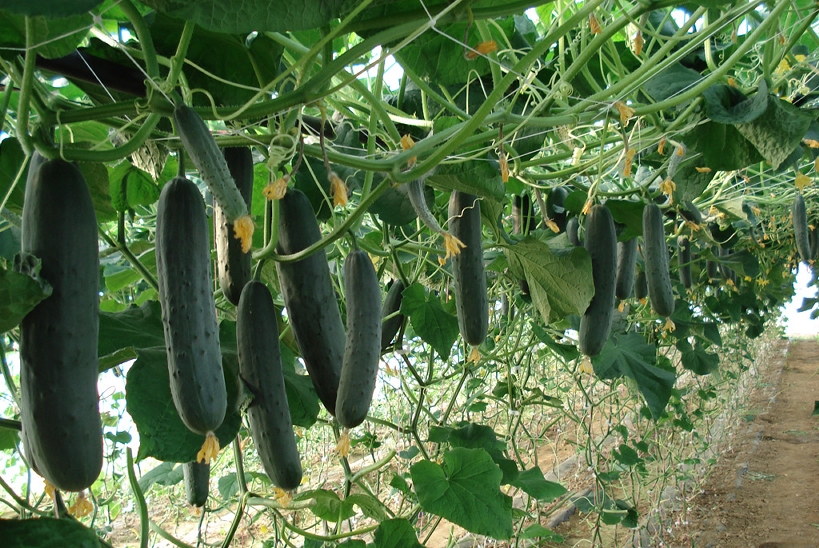 Le concombre - Transfert de Technologie en Agriculture Maroc