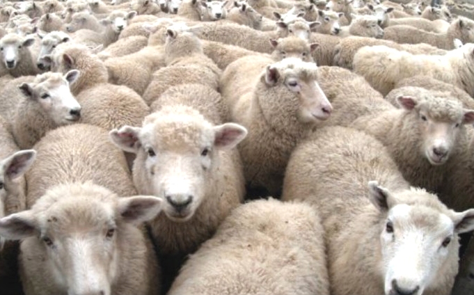 Le croisement au service de la production ovine