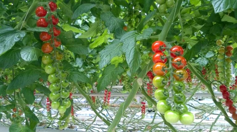 Fertigation de la tomate hors sol dans la région de Douiet (Maroc)