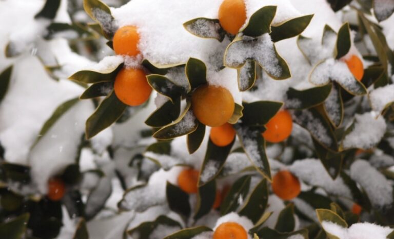 Les Agrumes, le maraîchage et le froid hivernal