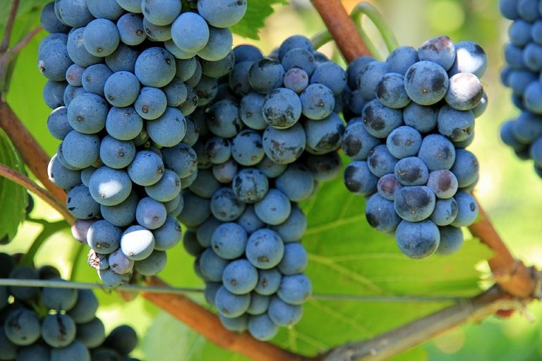 La qualité des raisins de table: Effets de certaines pratiques culturales