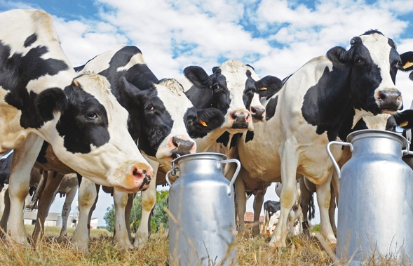 Situations d’élevage bovin laitier au Maroc:  Diagnostic et perspectives d’amélioration des performances