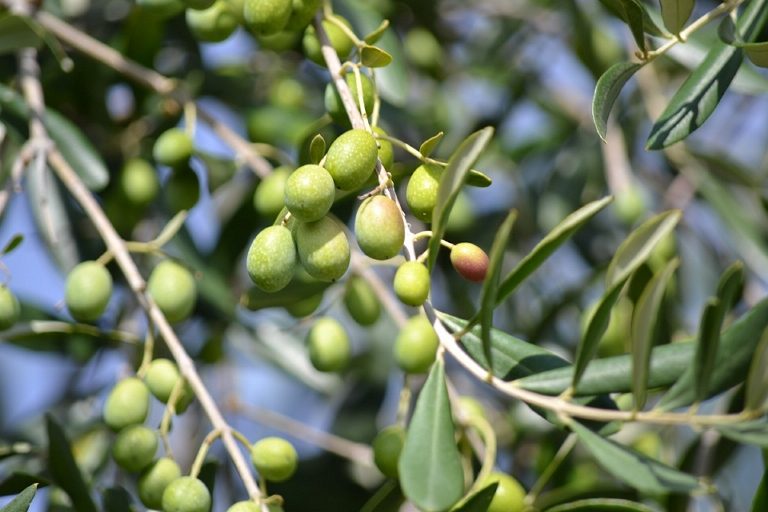 L’olivier