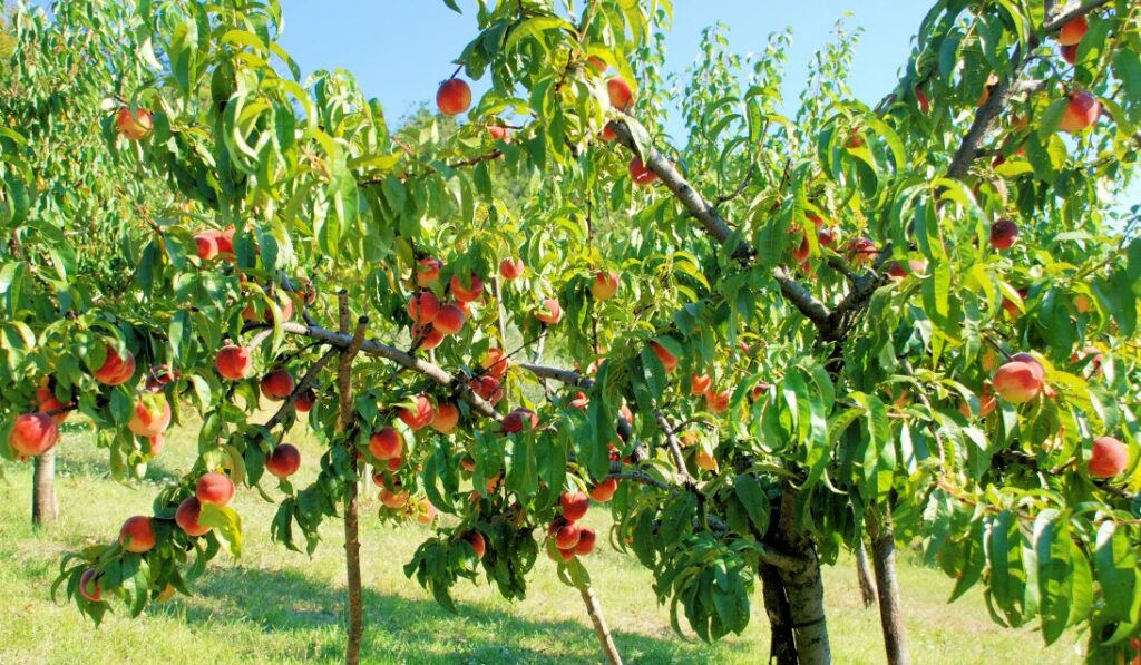 Le Pecher Une Culture De Diversification Transfert De Technologie En Agriculture Maroc