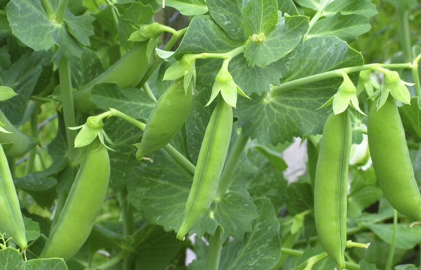 Réussir la culture du petit pois