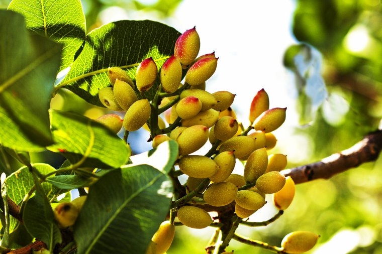 Le Pistachier: un arbre fruitier et forestier