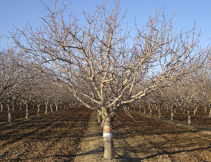 Les porte-greffes des arbres fruitiers adaptés aux conditions marocaines