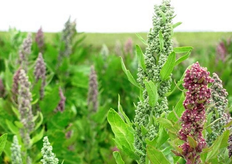 Les cultures alternatives:  le Quinoa