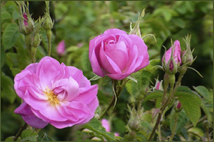 La rose du Dadès: Culture et technologies d’extraction des essences de rose