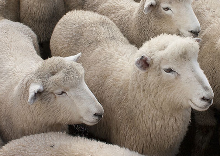 Systèmes accélérés de reproduction chez les ovins