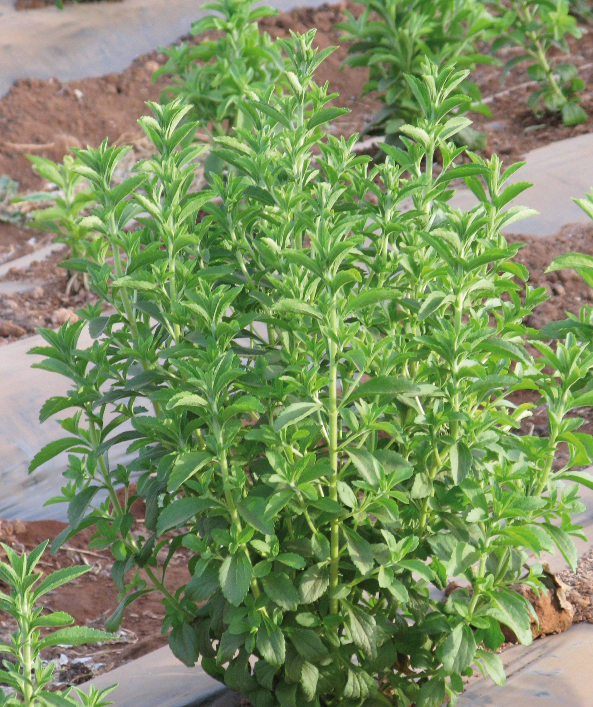 Stevia rebaudiana, nouvelle plante au Maroc - Exigences, techniques culturales et potentialités - de Technologie en Agriculture
