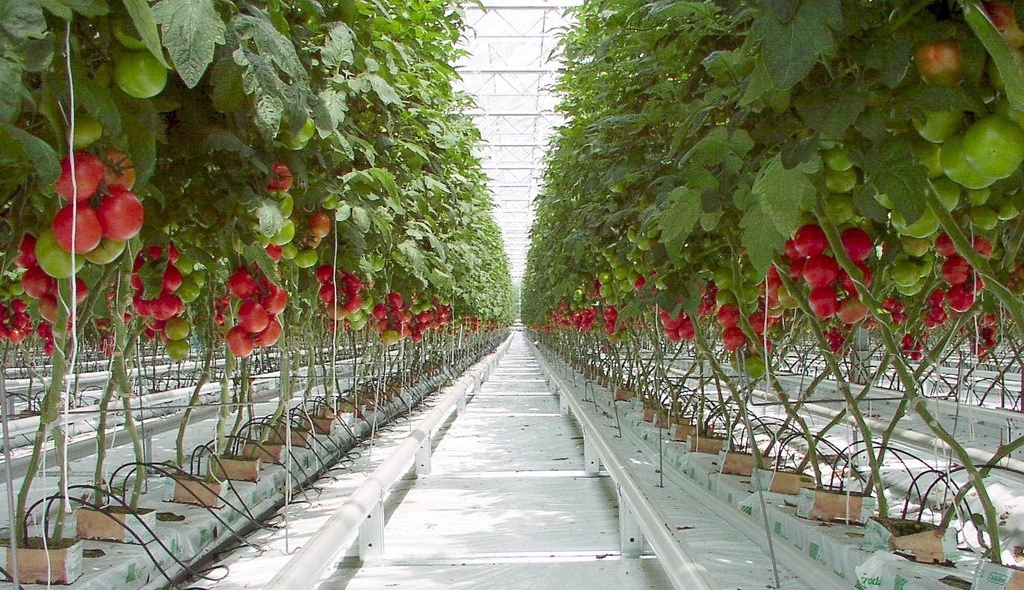 زراعة الطماطم - Transfert de Technologie en Agriculture Maroc