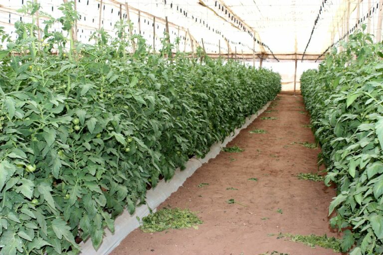 Comment les producteurs de tomate ont défié le TYLC: Etat des lieux et perspectives d’amélioration