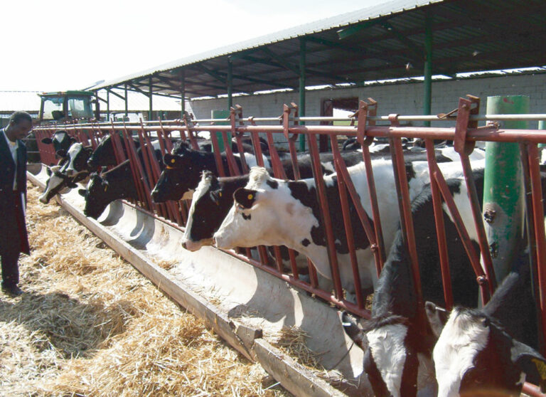 L’alimentation de la vache laitière pour une meilleure qualité du lait: comment augmenter le taux butyreux et protéique du lait