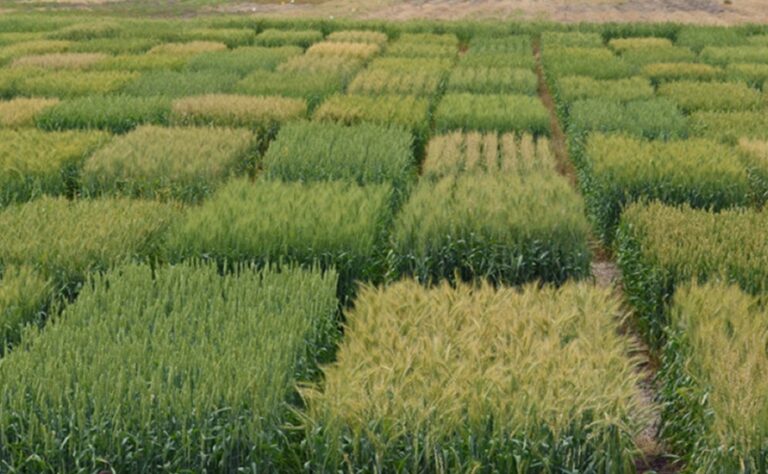 Variétés de blé adaptées au Nord-Ouest du Maroc