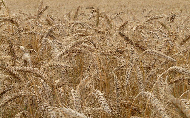 Itinéraire technique pour la culture intensive de blé au Loukkos