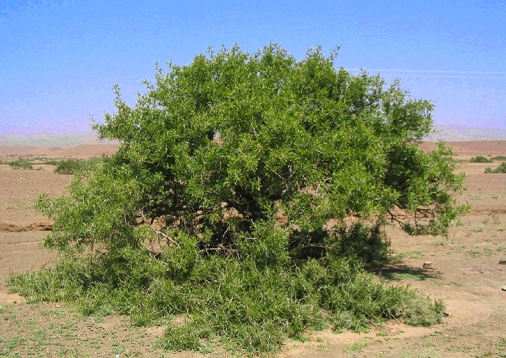 Comparaison des efficacités de quelques herbicides contre le jujubier