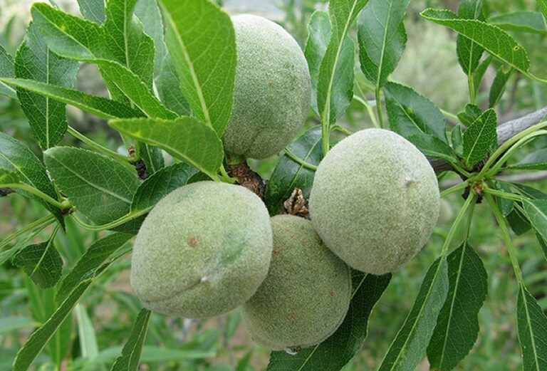 شجرة اللوز
