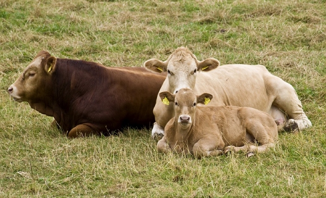 La filière viandes rouges bovines dans la région de Chaouia Ouardigha