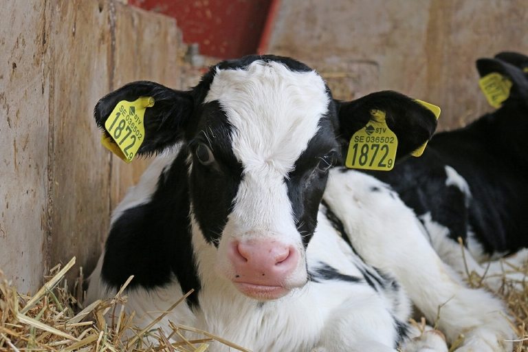 Organisation de l’amélioration génétique des troupeaux laitiers dans le Souss Massa