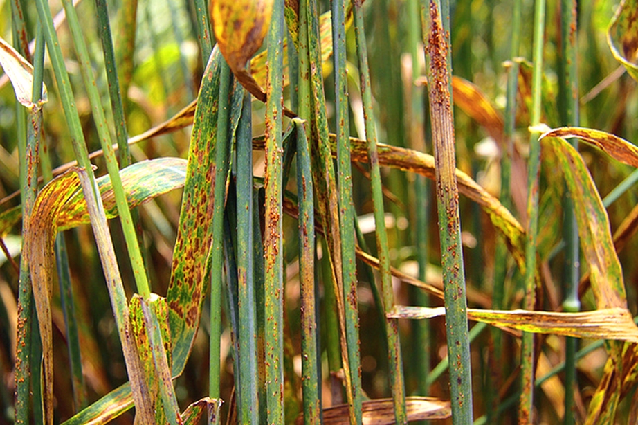 Les Maladies Du Ble Identification Facteurs De Developpement Et Methodes De Lutte Page 6 Sur 15 Transfert De Technologie En Agriculture Maroc