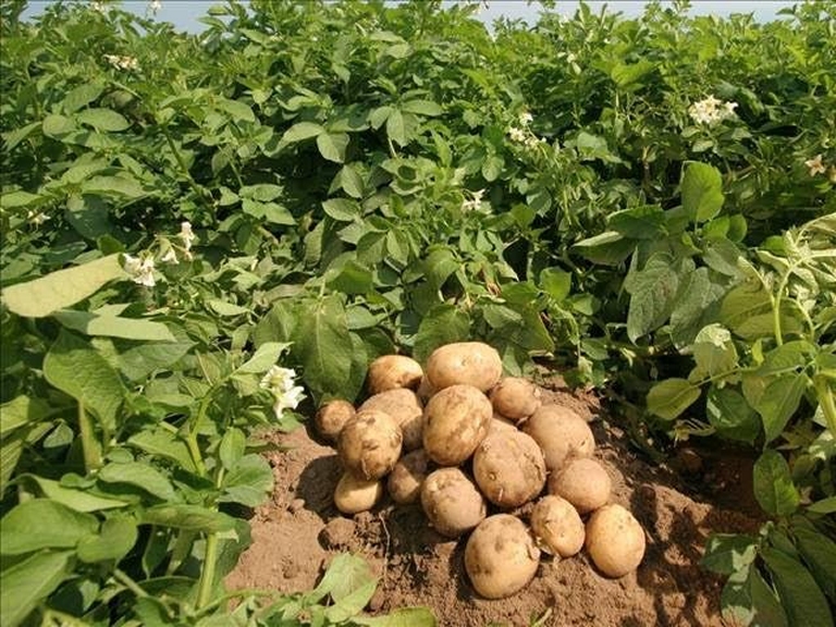 Matériel pour culture pommes de terre