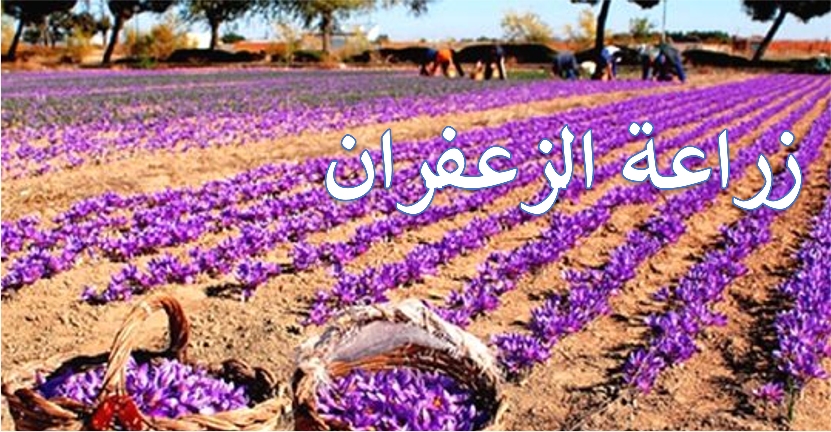 معلومات عن الزعفران