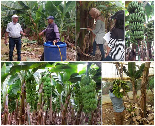 Effet du thiosulfate d’ammonium (ATS) en fertigation sur la croissance et le rendement du bananier – Région du Gharb (Maroc)