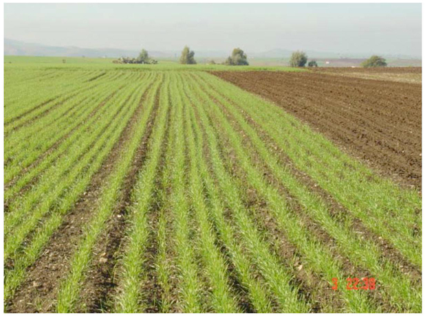 Potentiels de restauration de la qualité des sols sous agriculture de conservation au Maroc