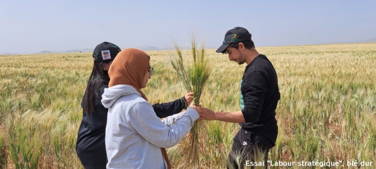 08/04/2023: L’équipe du projet ConServeTerra de l’IAV Hassan II assure le suivi des essais d’agriculture de conservation