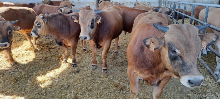 Viande bovine: L’Espagne premier fournisseur du Maroc en jeunes bovins pour engraissement