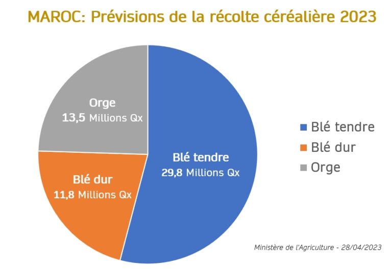 Prévisions de la récolte céréalière marocaine en 2022-2023: 55,1 millions de quintaux