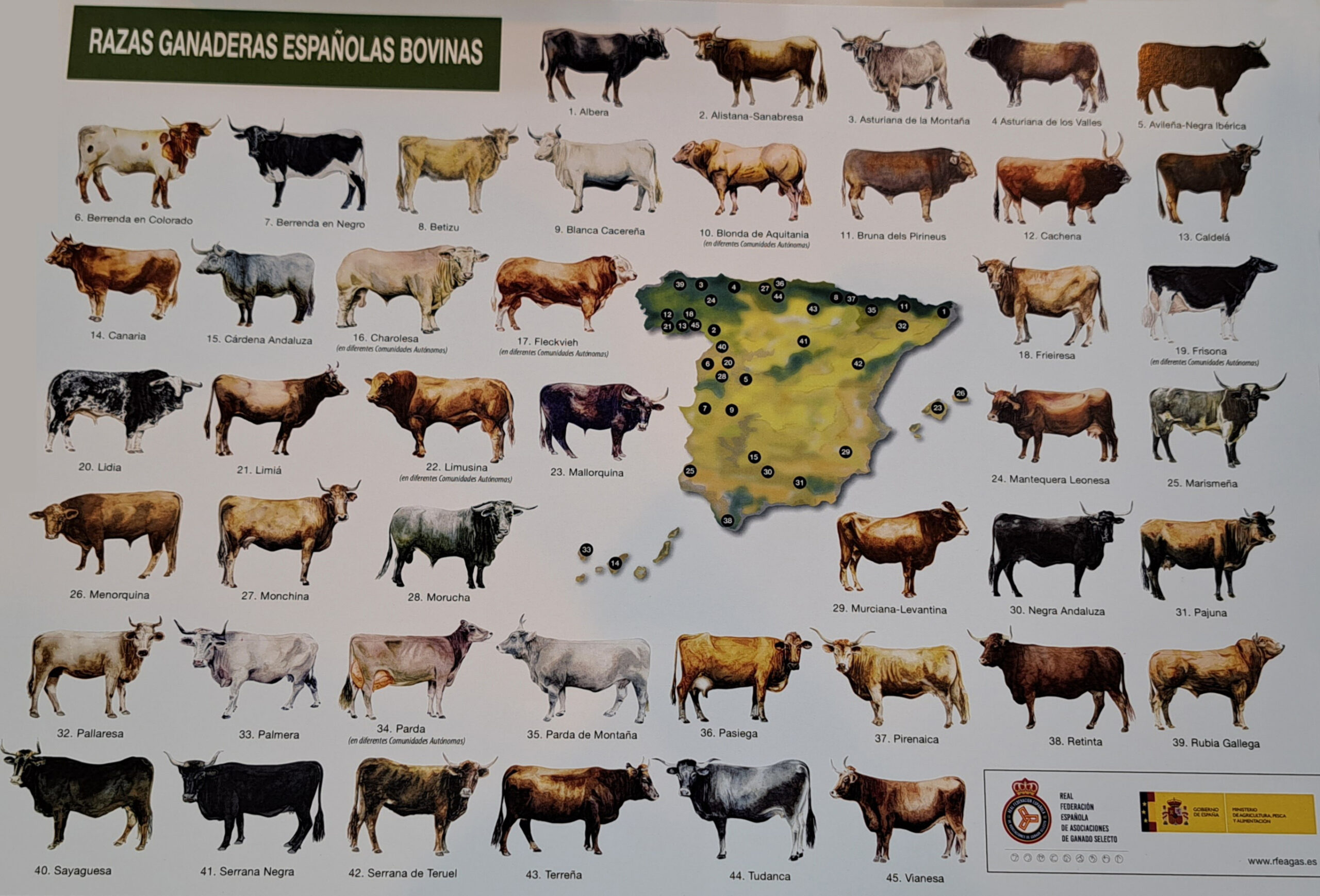 Races bovines espagnoles