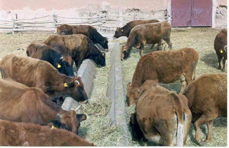 Les races bovines locales du Maroc: Voies d’amélioration et de préservation génétique