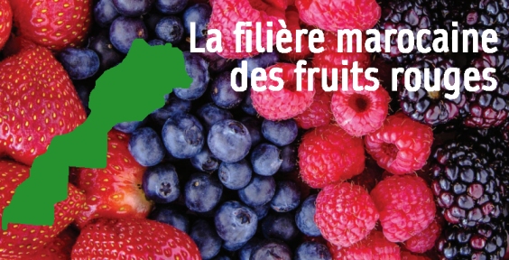 La filière marocaine des fruits rouges