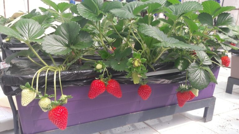 Gestion de la fertilisation potassique du fraisier pour optimiser le rendement et la qualité des fruits