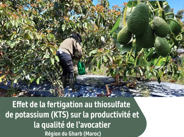 Effet de la fertigation potassique au thiosulfate de potassium (KTS) sur la productivité et la qualité de l’avocatier Hass au Gharb