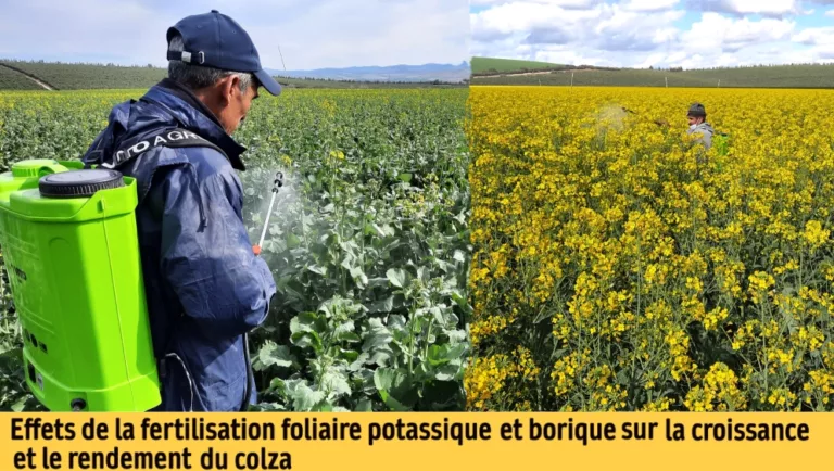 Effets de la fertilisation foliaire potassique et borique sur la croissance et le rendement du colza au Saïss