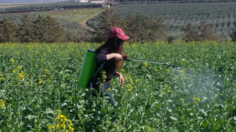 Fertilisation foliaire au potassium et au bore du colza