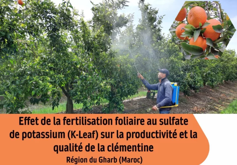 Effet de la fertilisation foliaire au sulfate de potassium sur la productivité et la qualité de la clémentine Sidi Aïssa au Gharb