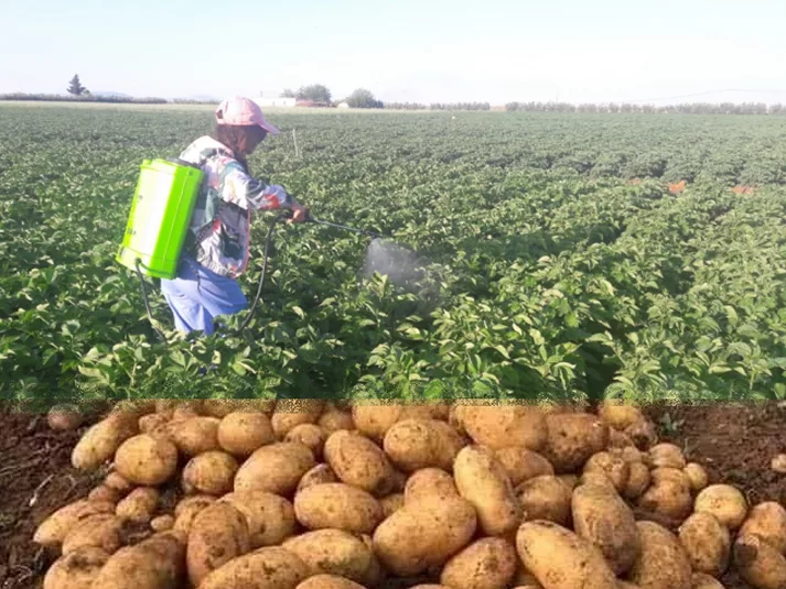 Fertilisation foliaire potassique de la pomme de terre